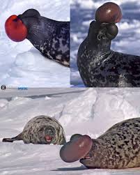 Image result for Cystophora cristata