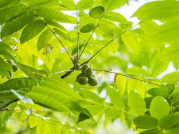 Attēlu rezultāti vaicājumam “Juglans mandshurica leaf”