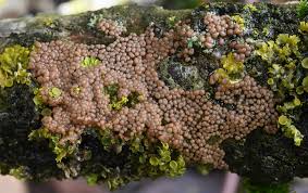 Attēlu rezultāti vaicājumam “Perichaena corticalis spores”