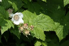 Attēlu rezultāti vaicājumam “Rubus parviflorus”