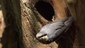 Attēlu rezultāti vaicājumam “Sitta europaea nest”