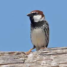 Image result for Passer hispaniolensis