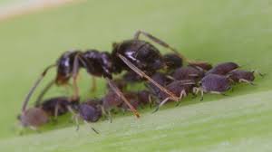 Attēlu rezultāti vaicājumam “Sternorrhyncha”