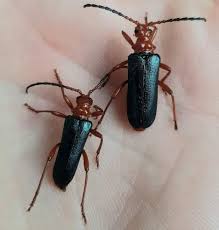 Attēlu rezultāti vaicājumam “Rhamnusium bicolor”