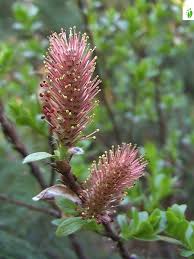Attēlu rezultāti vaicājumam “Salix myrsinifolia male flower”