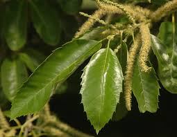 Attēlu rezultāti vaicājumam “Licea castanea macro”