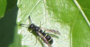 Attēlu rezultāti vaicājumam “Symmorphus sp.”