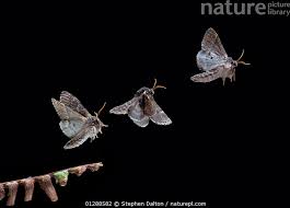 Attēlu rezultāti vaicājumam “Notodonta dromedarius”