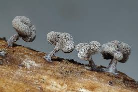 Attēlu rezultāti vaicājumam “Physarum compressum”