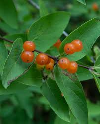 Attēlu rezultāti vaicājumam “Lonicera tatarica fruit”