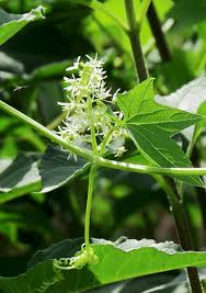 Attēlu rezultāti vaicājumam “Echinocystis lobata leaf”