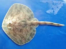 Image result for Raja polystigma