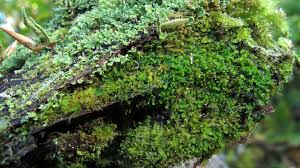 Attēlu rezultāti vaicājumam “Scapania apiculata”