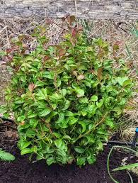 Attēlu rezultāti vaicājumam “Bryum moravicum”