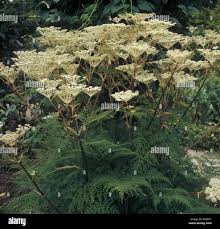 Attēlu rezultāti vaicājumam “Selinum carvifolia leaf”