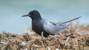 Attēlu rezultāti vaicājumam “Chlidonias niger eggs”