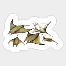 Image result for Mobula tarapacana