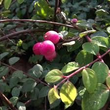 Attēlu rezultāti vaicājumam “Symphoricarpos x chenaultii”