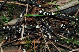 Attēlu rezultāti vaicājumam “Hymenoscyphus sp.”