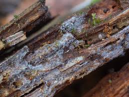 Attēlu rezultāti vaicājumam “Basidiodendron”