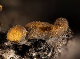 Attēlu rezultāti vaicājumam “Ophiotheca chrysosperma”