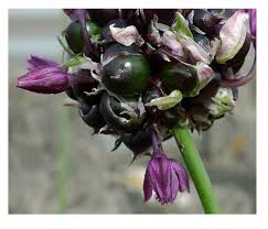 Attēlu rezultāti vaicājumam “Allium sativum bud”