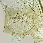 Attēlu rezultāti vaicājumam “Agonopterix hypericella”