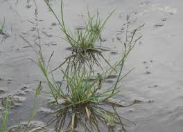 Attēlu rezultāti vaicājumam “Puccinellia distans”