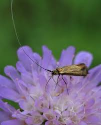 Attēlu rezultāti vaicājumam “Nemophora metallica”