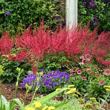 Image result for Astilbe