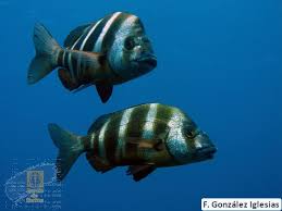 Image result for Diplodus cervinus