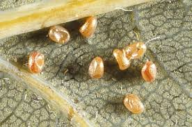 Attēlu rezultāti vaicājumam “Eupithecia succenturiata”