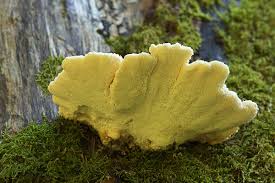 Attēlu rezultāti vaicājumam “Flaviporus citrinellus”