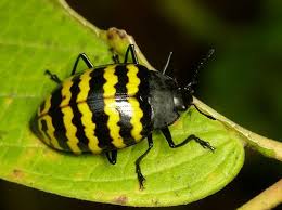 Attēlu rezultāti vaicājumam “Erotylidae”