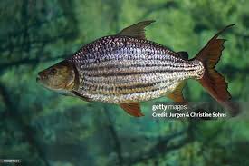 Image result for Goliath Tigerfish