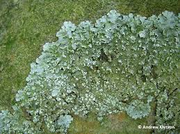 Attēlu rezultāti vaicājumam “Punctelia subrudecta”