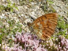 Attēlu rezultāti vaicājumam “Brenthis daphne underside”