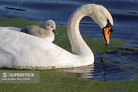 Attēlu rezultāti vaicājumam “Cygnus olor adult”