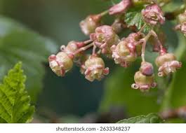 Attēlu rezultāti vaicājumam “Ribes nigrum flower”