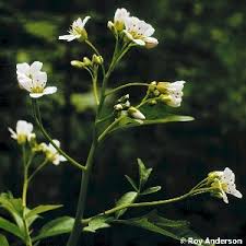 Attēlu rezultāti vaicājumam “Cardamine amara flower”