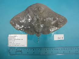 Image result for Gymnura micrura