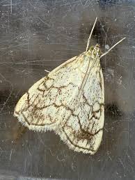 Attēlu rezultāti vaicājumam “Evergestis pallidata”