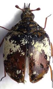 Attēlu rezultāti vaicājumam “Anthrenus sp.”