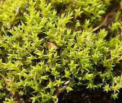 Attēlu rezultāti vaicājumam “Dichodontium pellucidum macro”