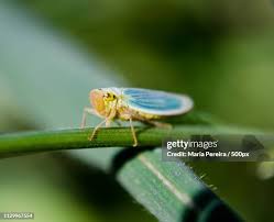Attēlu rezultāti vaicājumam “Cicadella viridis”