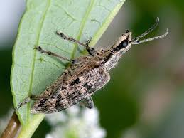 Attēlu rezultāti vaicājumam “Rhagium inquisitor”