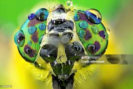 Attēlu rezultāti vaicājumam “Haematopota sp.”