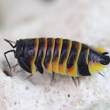 Attēlu rezultāti vaicājumam “Euura brevicornis”