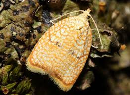 Attēlu rezultāti vaicājumam “Acleris forsskaleana”