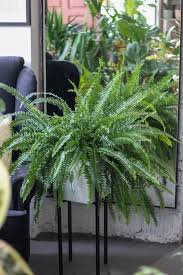 Image result for НЕФРОЛЕПИС (Nephrolepis